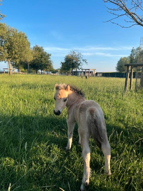 Stamboek mini Shetland hengstenveulen, Dieren en Toebehoren, Pony's, Hengst