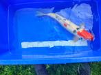 Koi, Dieren en Toebehoren, Karper of Koi