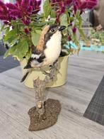Prachtige opgezette roodkop klauwier, Verzamelen, Dierenverzamelingen, Ophalen of Verzenden, Nieuw, Vogel, Opgezet dier