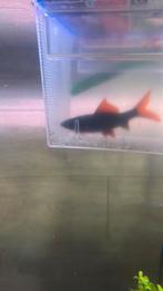 Labeo gratis MOET WEG!!!!, Dieren en Toebehoren, Vissen | Aquariumvissen