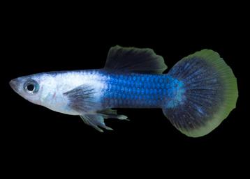 Guppy bleu panda male& bleu grass male  beschikbaar voor biedingen