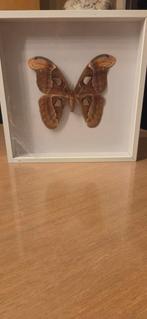 Atlasvlinder in kader (32 x 32cm) - attacus, Ophalen