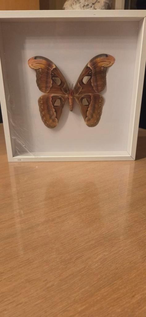 Atlasvlinder in kader (32 x 32cm) - attacus, Huis en Inrichting, Woonaccessoires | Wanddecoraties, Ophalen