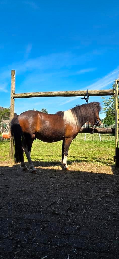 Verzorger gezocht!, Dieren en Toebehoren, Pony's