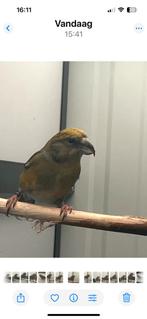 Grote kruisbek, Dieren en Toebehoren, Mannelijk, Geringd