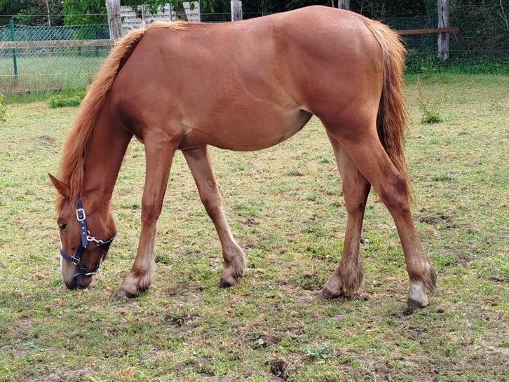 merrie 18 maanden, Dieren en Toebehoren, Paarden, Merrie, Niet van toepassing, Minder dan 160 cm, 0 tot 2 jaar, Westernpaard, Met stamboom