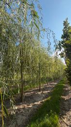 Treurwilgen bomen in soorten en maten, Tuin en Terras, Ophalen of Verzenden