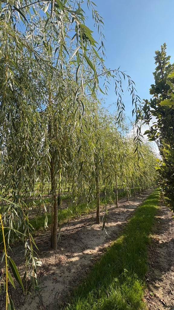 Treurwilgen bomen in soorten en maten, Tuin en Terras, Planten | Bomen, Ophalen of Verzenden