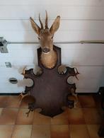 Groot rek voor de jacht, Enlèvement