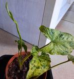 Syngonium mottled mojito, Ophalen, Overige soorten, Halfschaduw, In pot