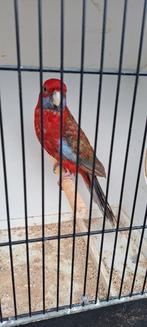 pennant rossella parkiet mutaties ; RUBINO POP, Vrouwelijk, Parkiet, Geringd