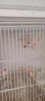 Canaris kanaries, Enlèvement