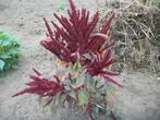 Amaranthus, Tuin en Terras, Planten | Tuinplanten, Volle zon, Eenjarig, Zomer, Ophalen