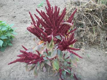 Amaranthus beschikbaar voor biedingen