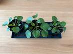 Plante d’intérieur Pilea, Maison & Meubles, Ombre partielle, En pot, Plante verte, Moins de 100 cm