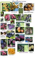 PRUIMELAARS, Versch. soorten Laagstam, Halfstam & Hoogstam, Vaste plant, Fruitplanten, Lente, Ophalen