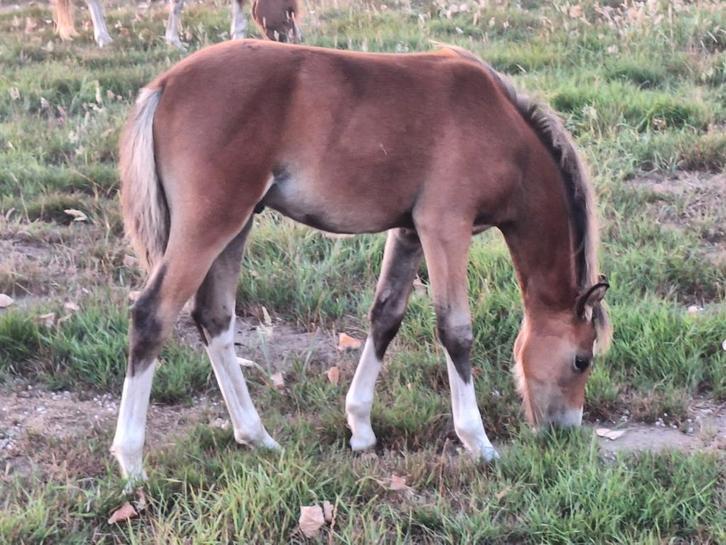 Prachtig welsh sectie B ( c pony) hengstveulen, Dieren en Toebehoren, Paarden, Hengst, Onbeleerd, Minder dan 160 cm, 0 tot 2 jaar