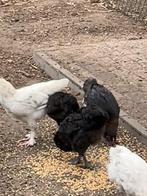 Marans hennen, Dieren en Toebehoren, Pluimvee, Vrouwelijk, Kip
