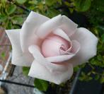 Rosiers grimpants, fleurs blanches parfumées, Volle zon, Vaste plant, Lente, Ophalen