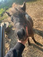 Prachtig mini Paardje / apollousa gemerkt, Étalon