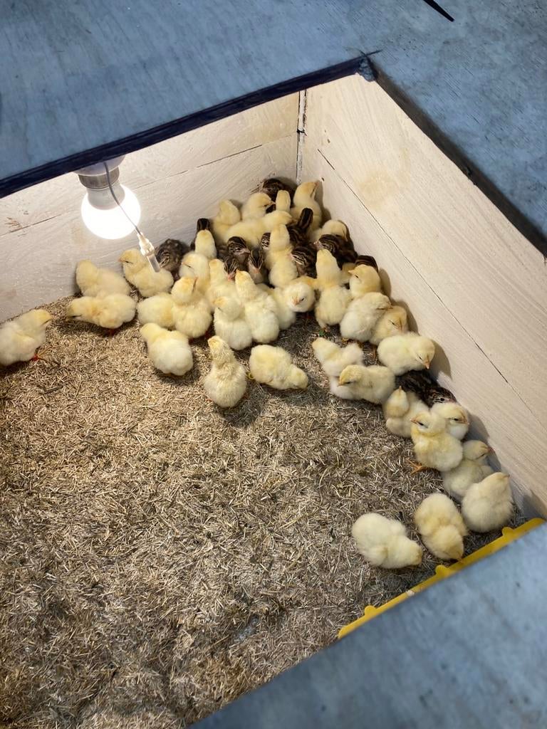 Œufs à incuber Animaux de race Poule de Bresse, Poule ou poulet