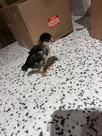 Marans kuikentjes, Dieren en Toebehoren