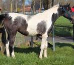 Merrieveulen Reddy Wally ter Linden BWP arabier Eventing, 0 à 2 ans, Avec pedigree, Jument, Non dressé