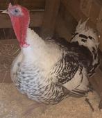 Dindon royal palm oeuf feconde, Enlèvement