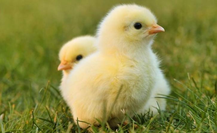 Kuikens witte leghorn. Beste legkippen en 100% hennen., Animaux & Accessoires, Volatiles