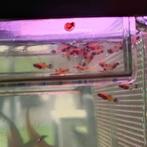 Playy mix 4 semaines, Animaux & Accessoires, Poisson, Poisson d'eau douce, Banc de poissons