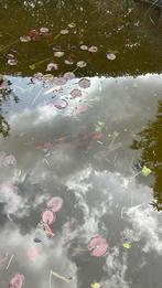 Koi vis, Dieren en Toebehoren, Karper of Koi