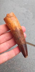 Zeer grote Spinosaurus tand dinosaurus fossiel, Verzamelen, Mineralen en Fossielen, Ophalen of Verzenden, Fossiel