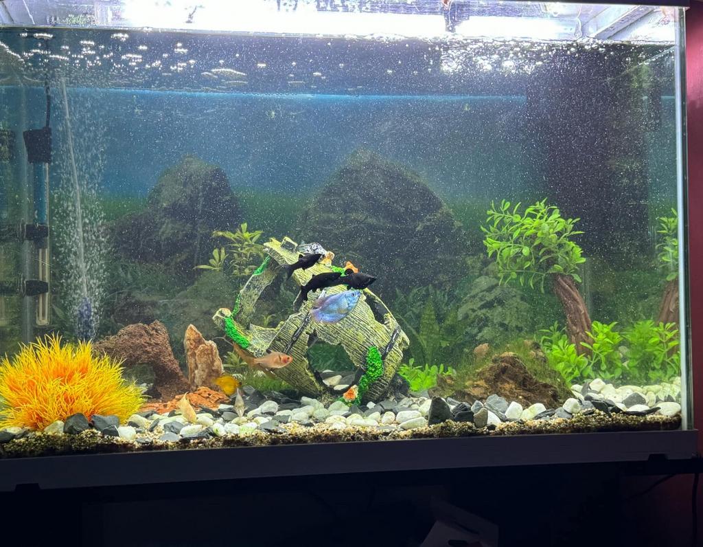 plateau à poisson, Animaux & Accessoires, Decoratie, Pompe, Enlèvement, Utilisé