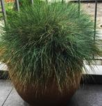 Grasplant met kunststof pot groot 75 breed 60 hoog, Tuin en Terras, Ophalen