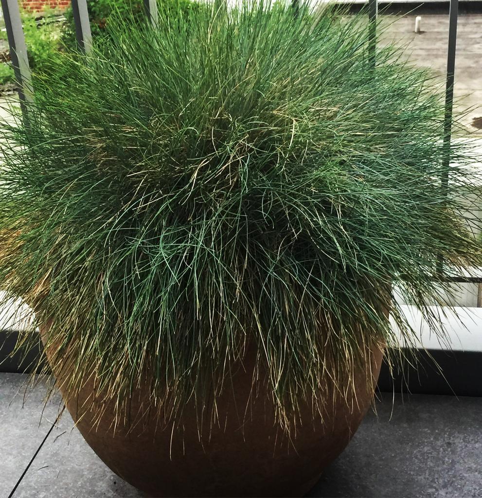 Grasplant met kunststof pot groot 75 breed 60 hoog, Tuin en Terras, Planten | Tuinplanten, Ophalen