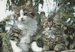 JONGE  KATTEN, Verzamelen, Postkaarten | Dieren, Verzenden, Ongelopen, Hond of Kat
