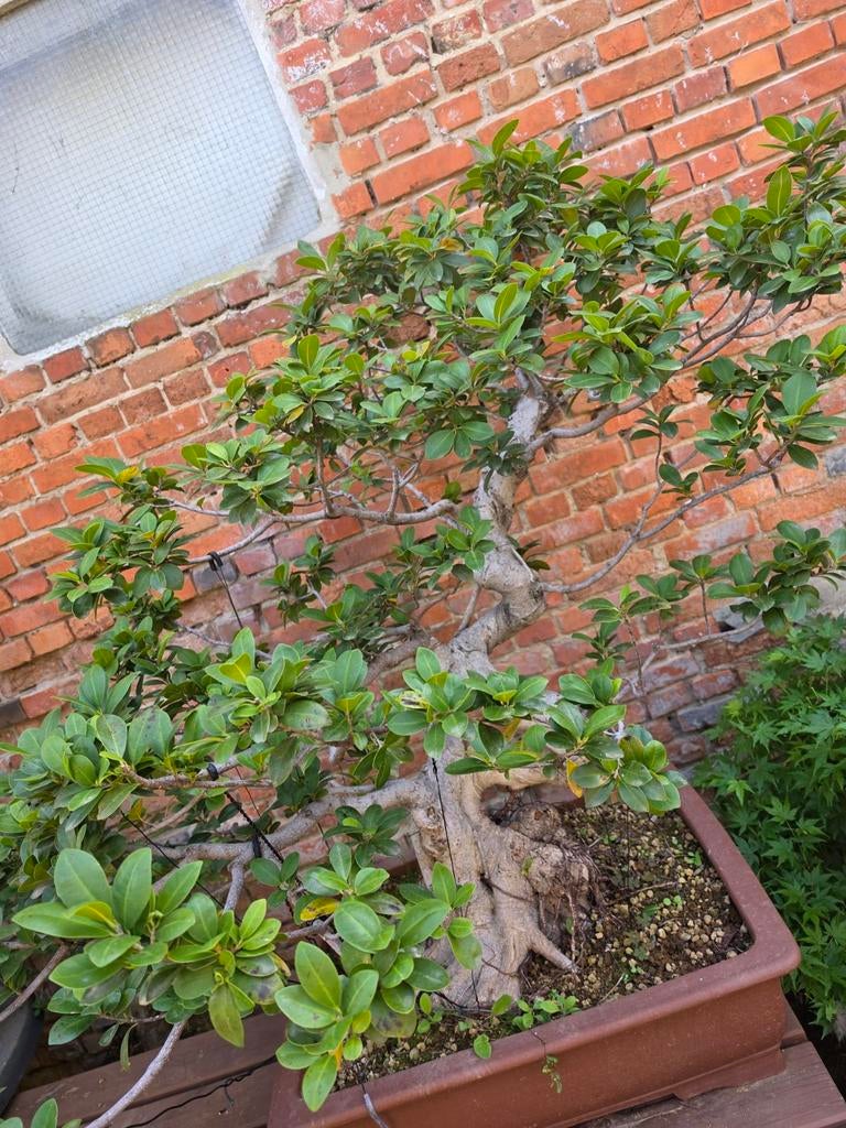 Bonsai ficus, Ophalen