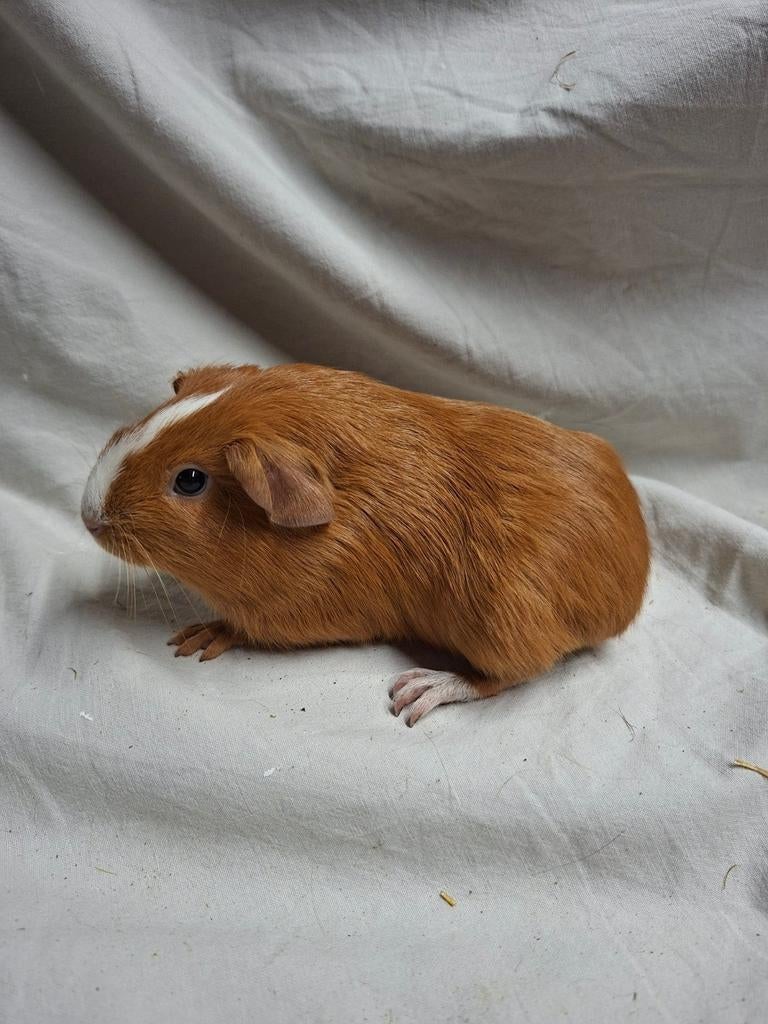 Buff met witte bles cavia zeug, Dieren en Toebehoren, Vrouwelijk, Tam, Maart, Cavia