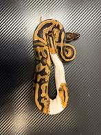 Python regius, Ophalen