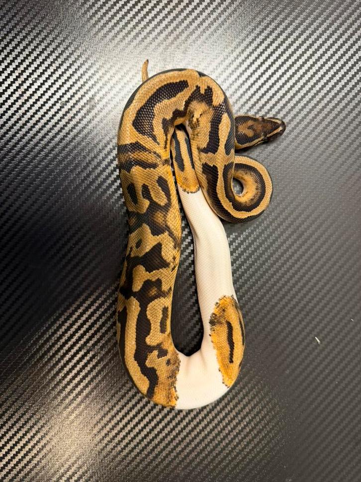 Python regius, Animaux & Accessoires, Reptiles & Amphibiens | Accessoires, Enlèvement