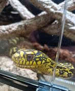 Élaphe Carinata, Animaux & Accessoires, Serpent, Domestique, 3 à 6 ans