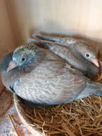 Kleurpostduiven Rubella, Dieren en Toebehoren, Vogels | Duiven