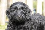 Prachtige Mini Labradoodle pups, met stamboom, Dieren en Toebehoren, Parvo, België, Overige rassen, 8 tot 15 weken