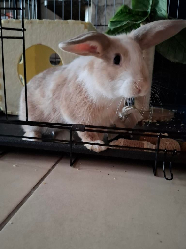 Konijn ram 3maand oud