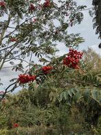 Lijsterbes sorbus aucuparia 2 stuks, Ophalen