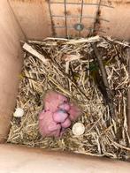 Élevage d'un garçon perruche solaire, Animaux & Accessoires