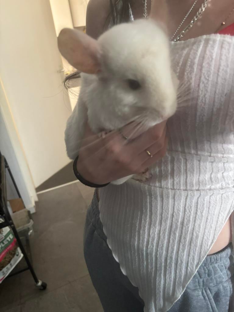 2 mooie chinchilla mannen beschikbaar, mag ook ruilen. Zsm, Dieren en Toebehoren, Chinchilla, Mannelijk, Tam, September