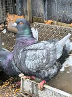 KING, Animaux & Accessoires, Oiseaux | Pigeons