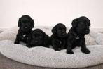 mooie klein blijvende cockapoo pups ( cocker x toy poedel ), Poedel, Parvo, België, 8 tot 15 weken