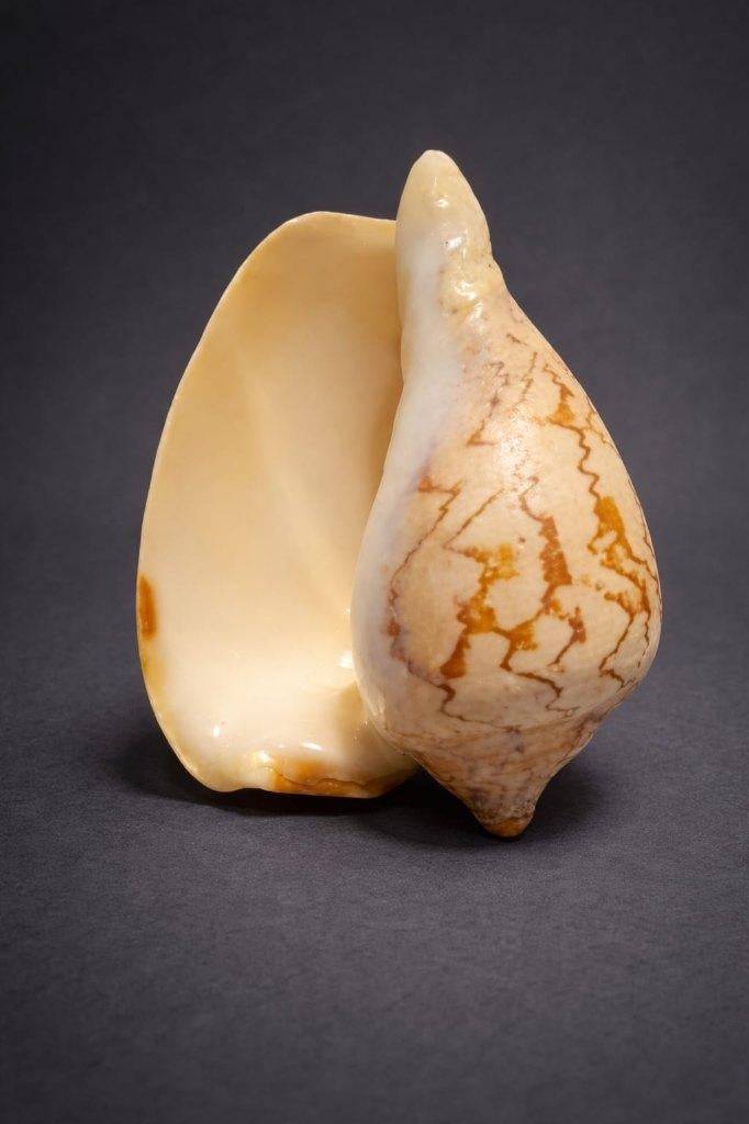 Ancien coquillage volute noble, Enlèvement ou Envoi